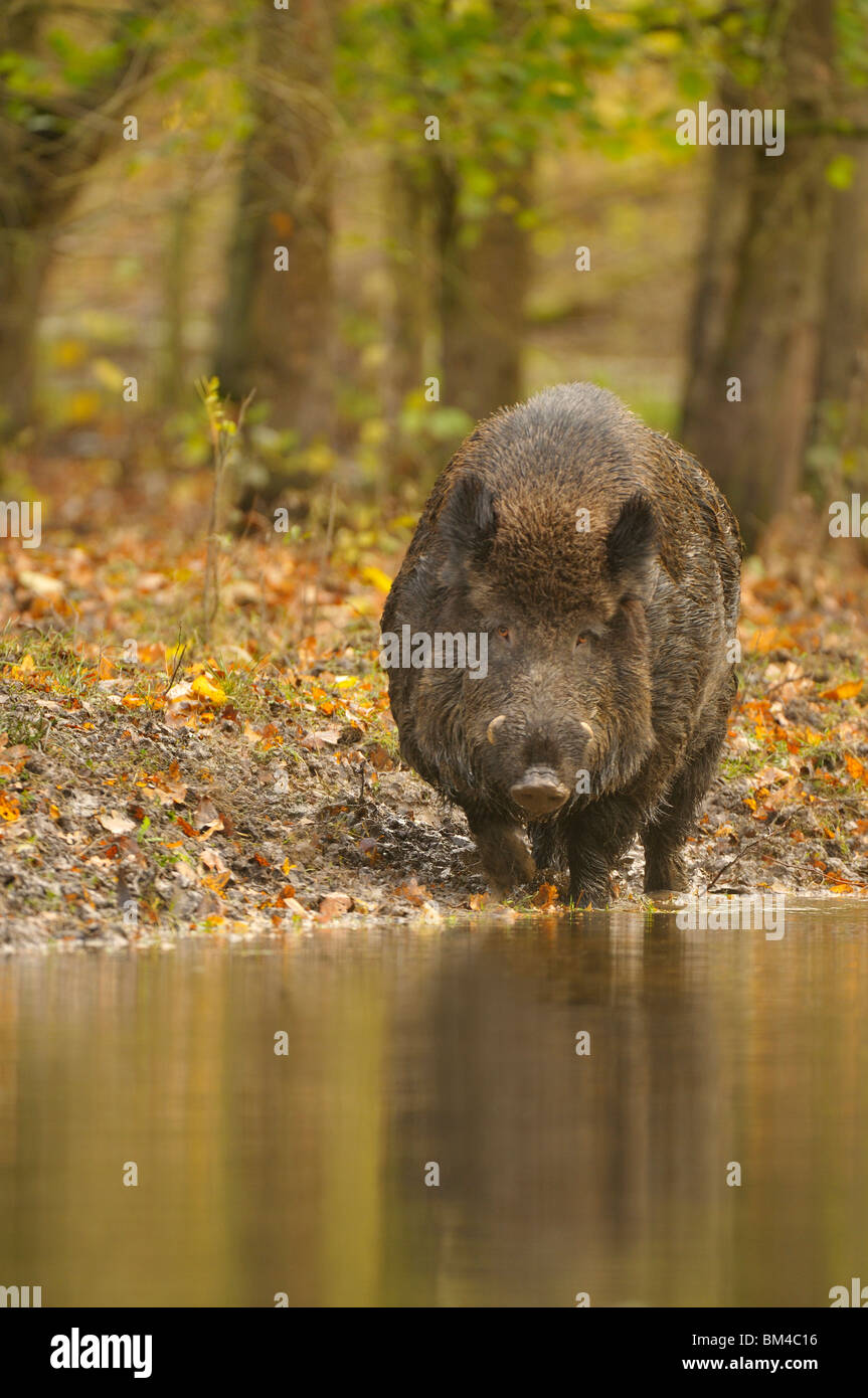 Wild boar (Sus scrofa), male drinking from a woodland pond during the autumn. Stock Photo