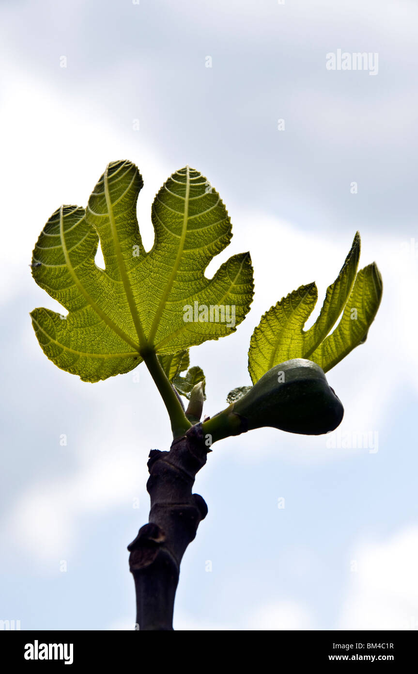 Young Fig showing leaf structure Ficus carica family Moraceae Stock Photo