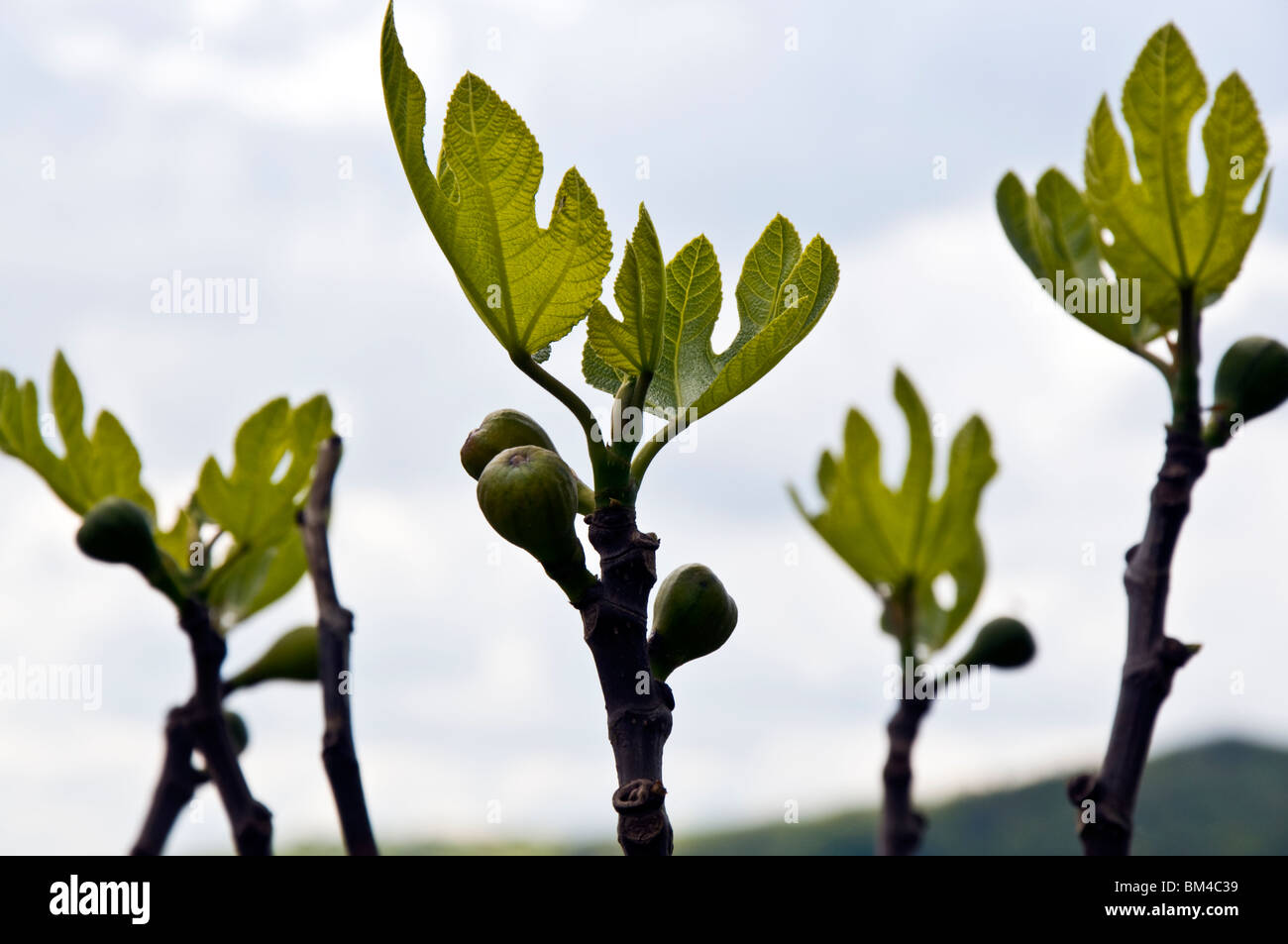 Young Figs on a tree Ficus carica family Moraceae Stock Photo
