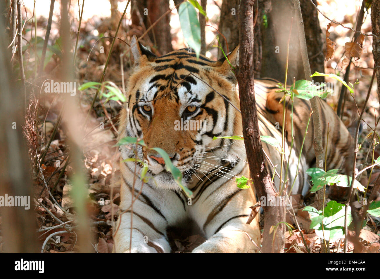 The Royal Bengal Tiger (Panthera tigris tigris) resting in Kanha National Park, Madhya Pradesh, India, Asia Stock Photo