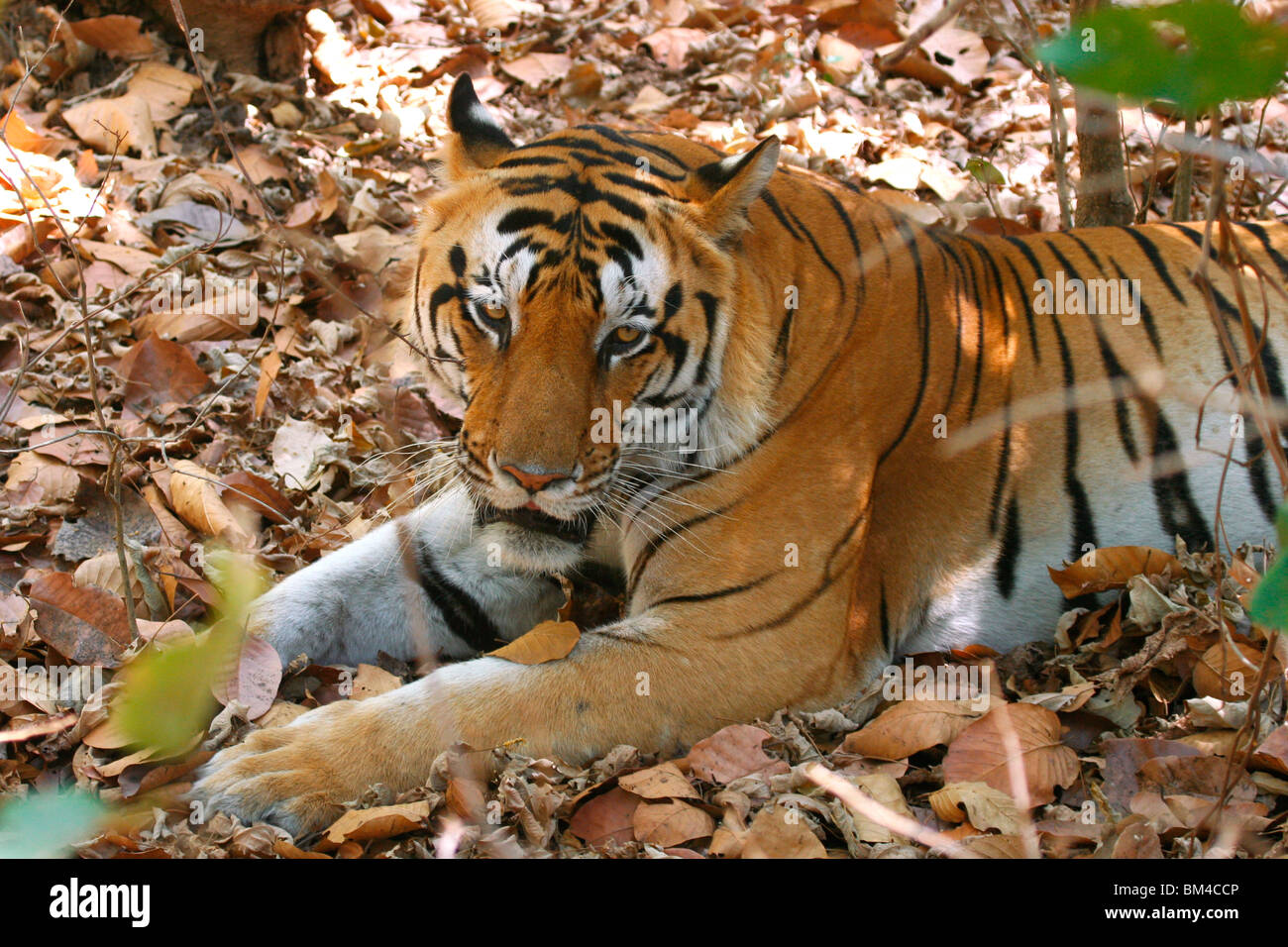 The Royal Bengal Tiger (Panthera tigris tigris) resting in Kanha National Park, Madhya Pradesh, India, Asia Stock Photo
