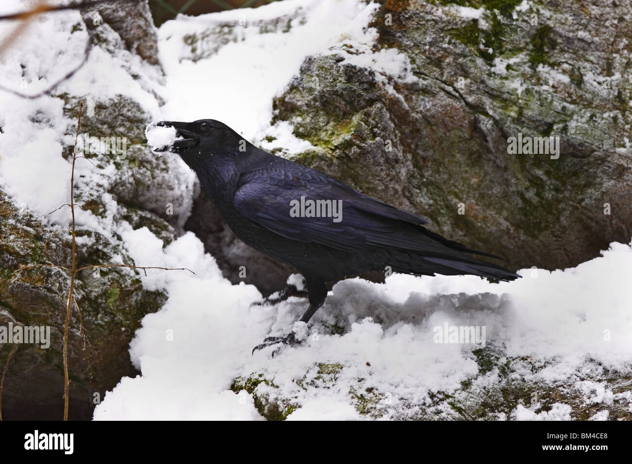 Kolk Rabe Kolkrabe Corvus corax Common Raven Stock Photo - Alamy