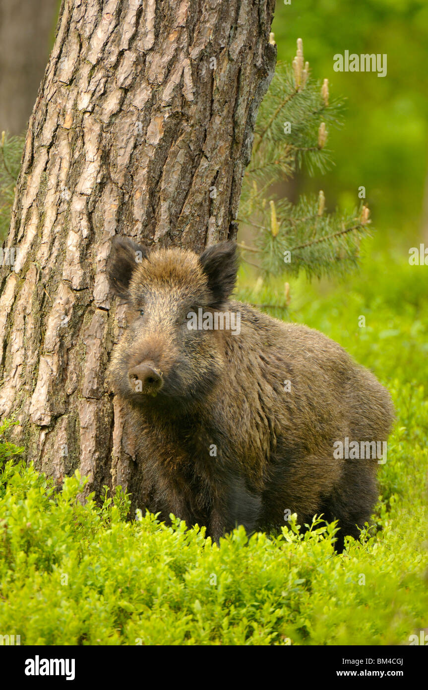 Wild Boar (Sus scrofa). Young male standing next to pine, Netherlands. Stock Photo