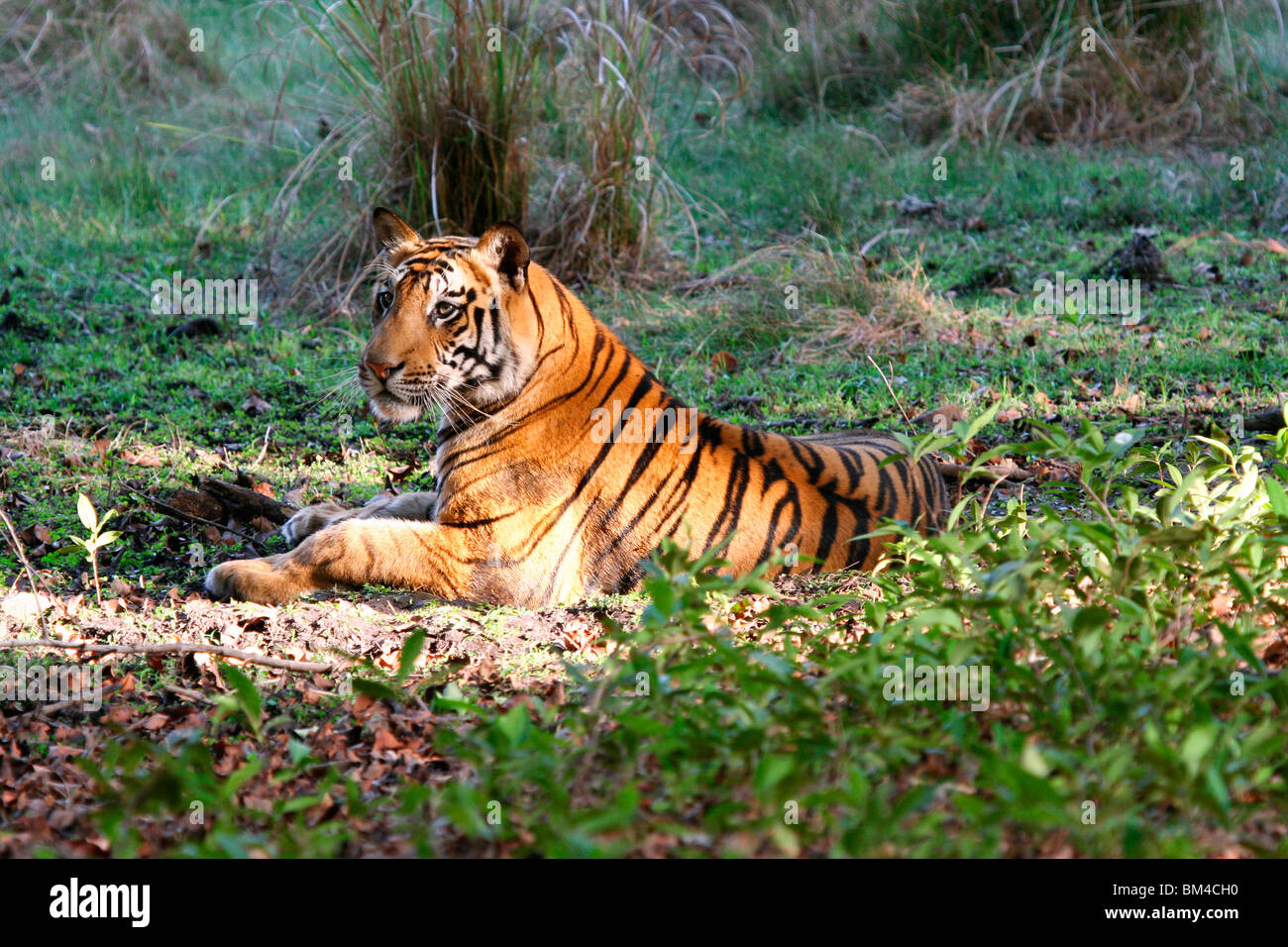 The Royal Bengal Tiger (Panthera tigris tigris), Bandhavgarh National Park, Madhya Pradesh, India, Asia Stock Photo