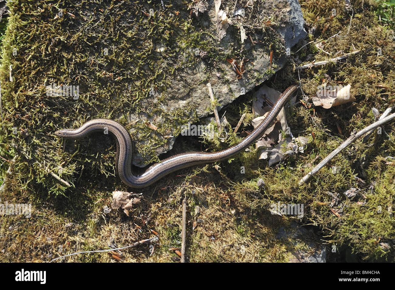 Pregnant female slow worm crawling on mossy stone Stock Photo - Alamy