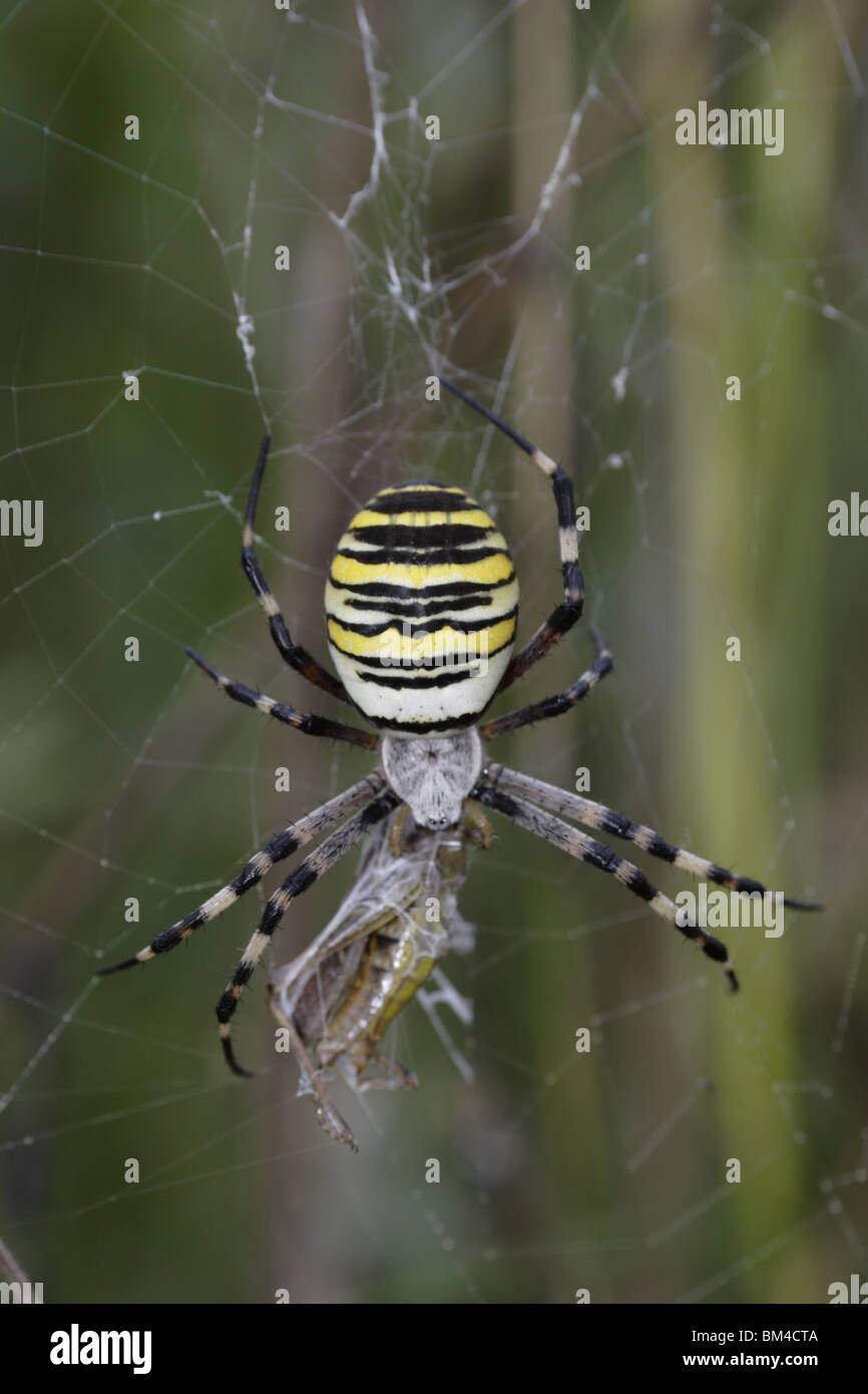 Zebraspinne, wespenspinne, spinne, spinnennetz, wasp, spider, Argiope, bruennichi, Stock Photo