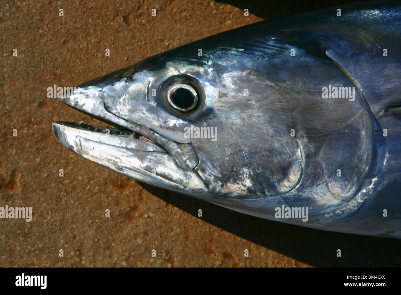 Bonito, skipjack tuna, Sarda Sarda, close up face portrait macro Stock Photo