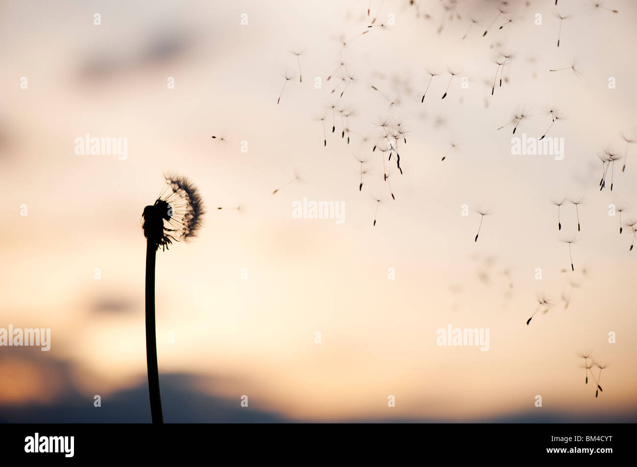 Dandelion seeds dispersing at sunset. Silhouette Stock Photo