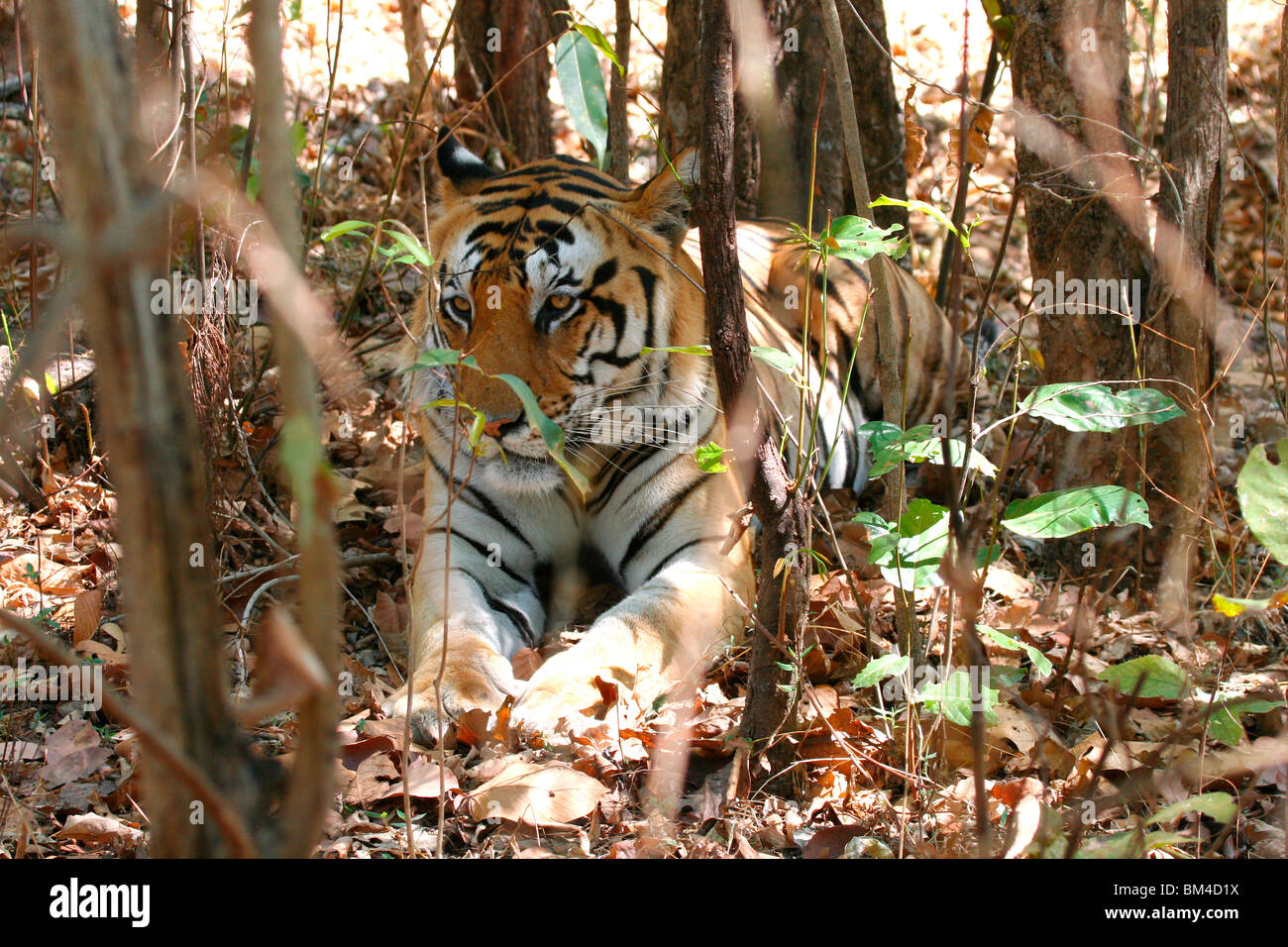 The Royal Bengal Tiger (Panthera tigris tigris) resting in Kanha National Park, Madhya Pradesh, India, Asia Stock Photo