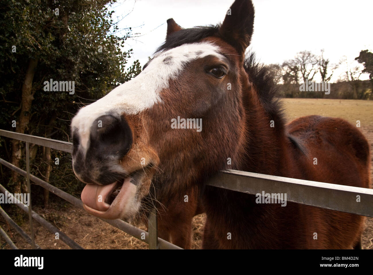 Horse sticking its tongue out, Hampshire, England Stock Photo Alamy