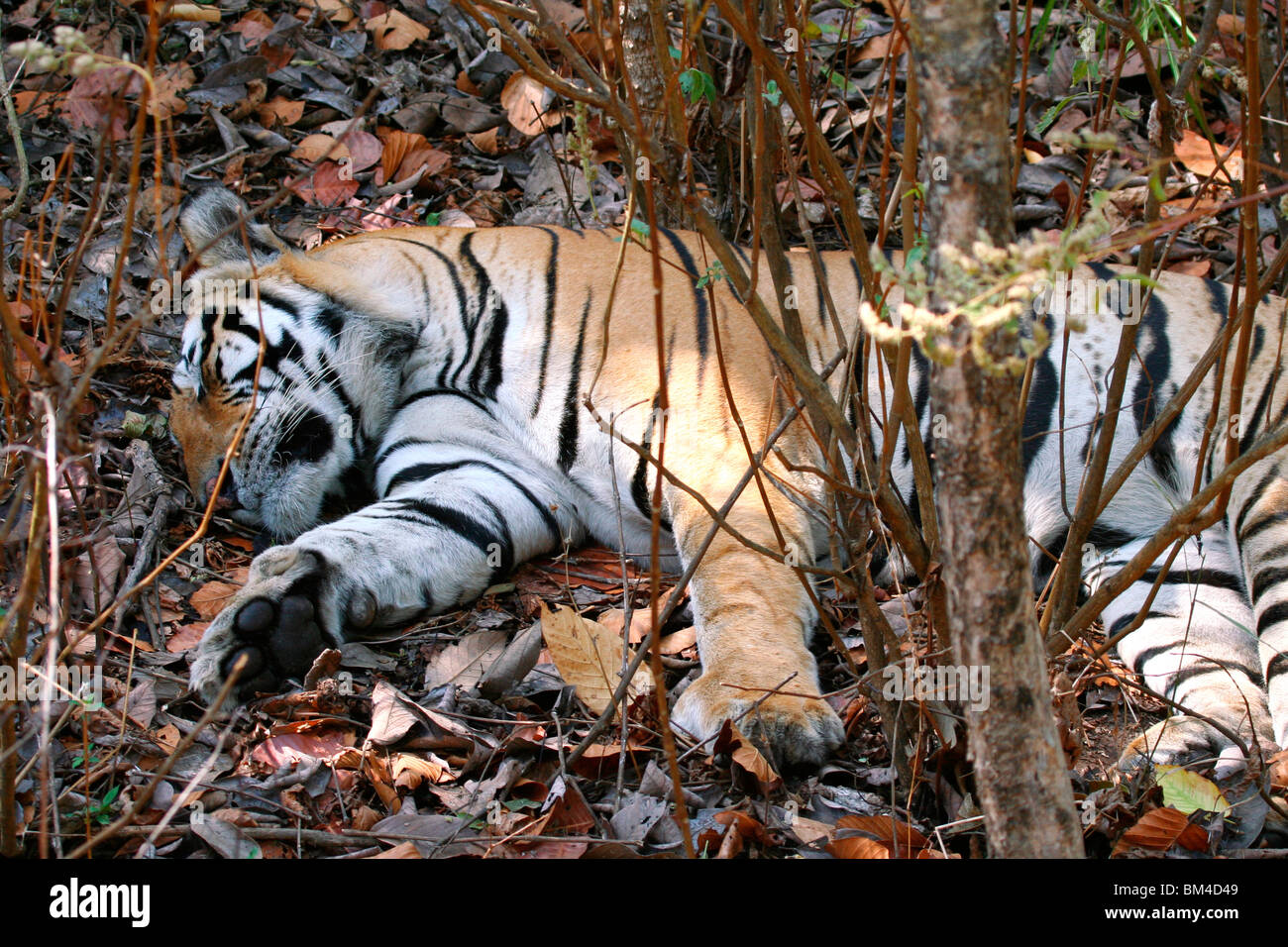 The Royal Bengal Tiger (Panthera tigris tigris) resting in Kanha National Park, Madhya Pradesh, India, Asia Stock Photo