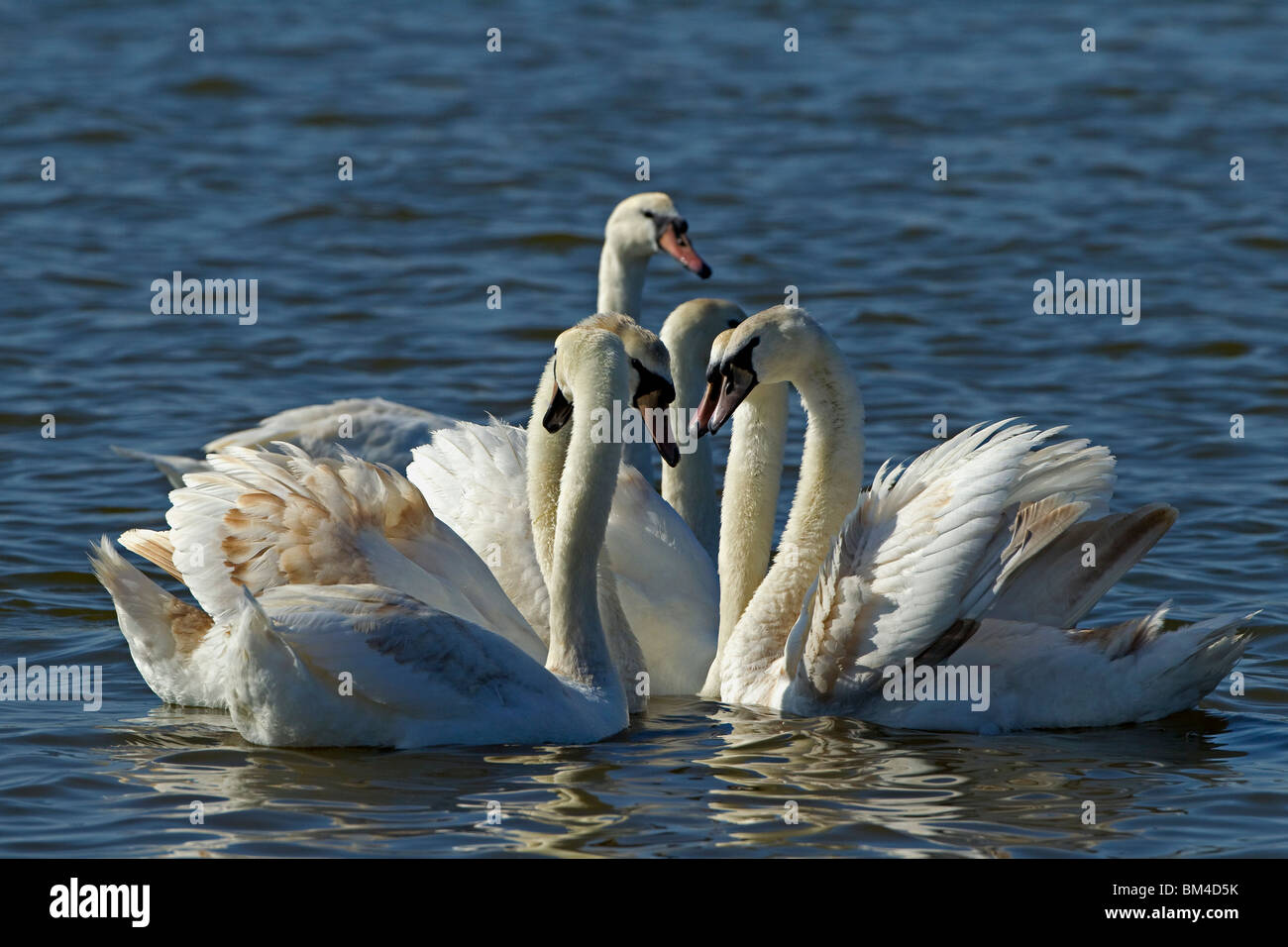 Mute swans gathered together at the Fleet Dorset UK Stock Photo