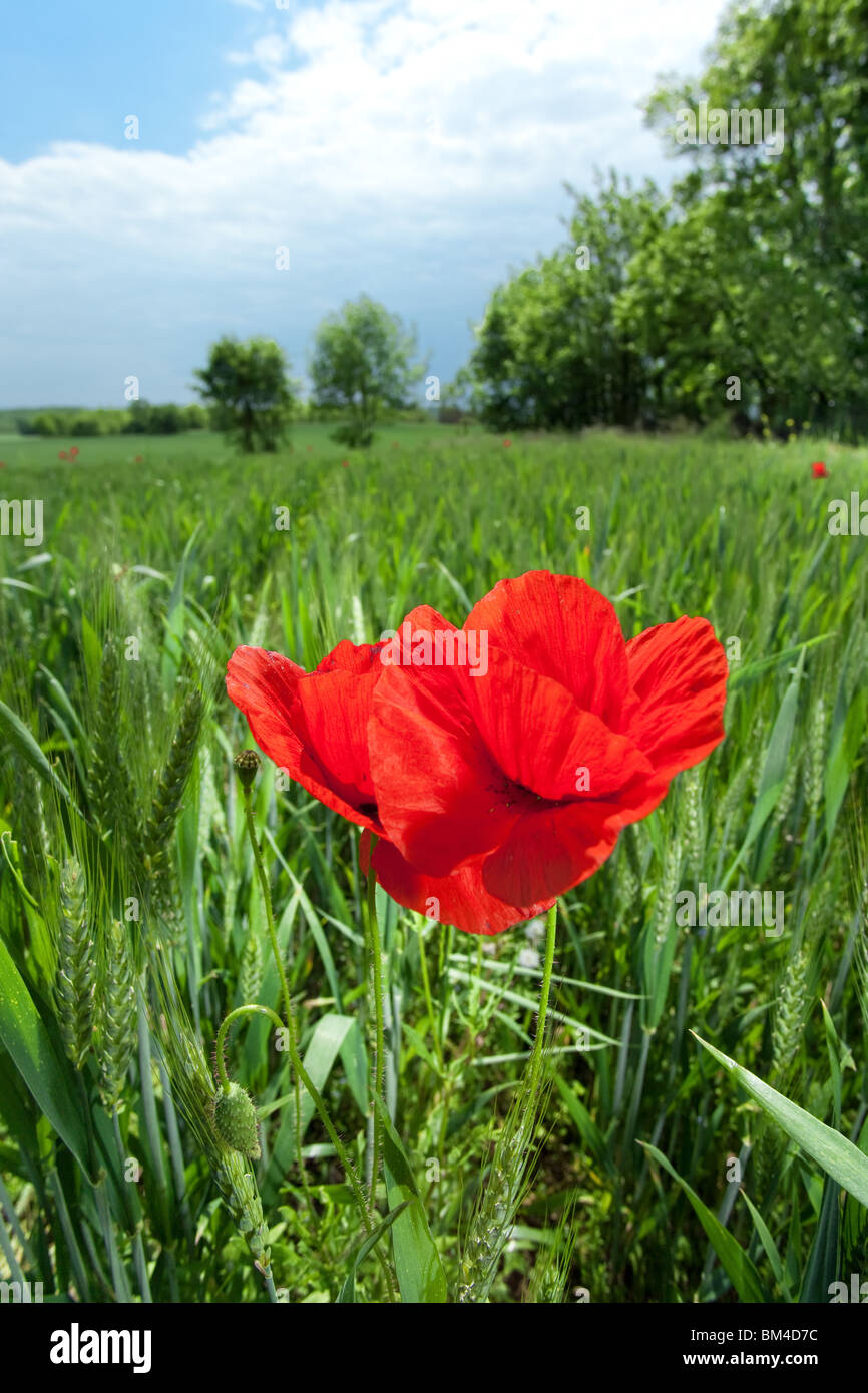 dynamic wide angle view of poppies in wheat field landscape Stock Photo