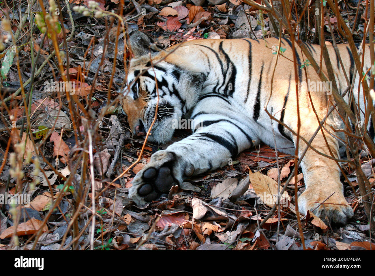 The Royal Bengal Tiger (Panthera tigris tigris) sleeping in Kanha National Park, Madhya Pradesh, India, Asia Stock Photo