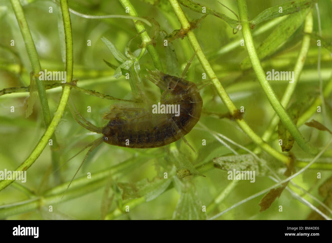 Gammarus shrimp swimming among aquatic plants in a puddle Stock Photo