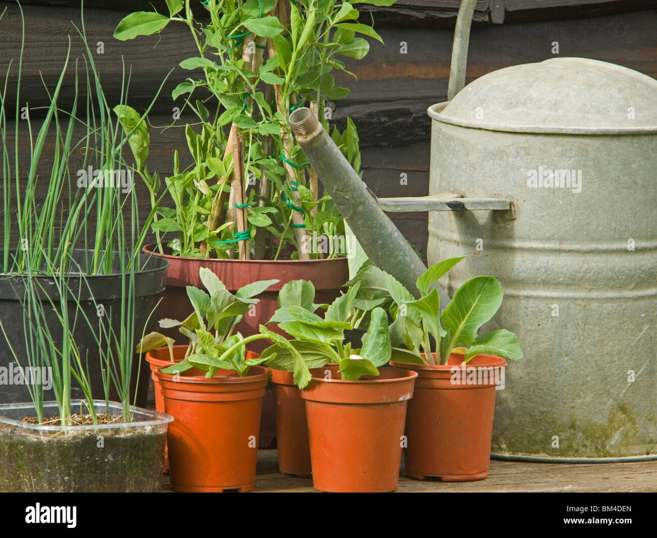 watering can plants growing Stock Photo Alamy