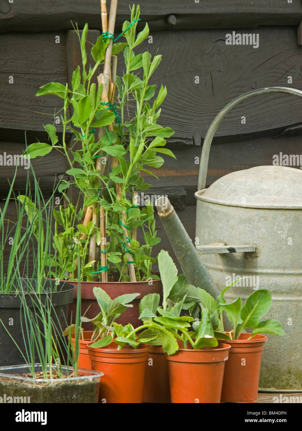 watering can plants growing Stock Photo Alamy