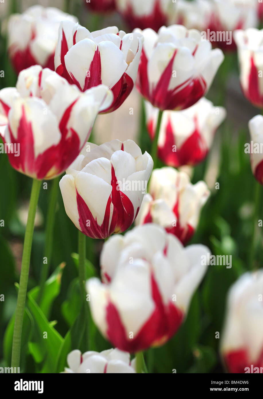 tulips in REM'S SENSATION Stock Photo