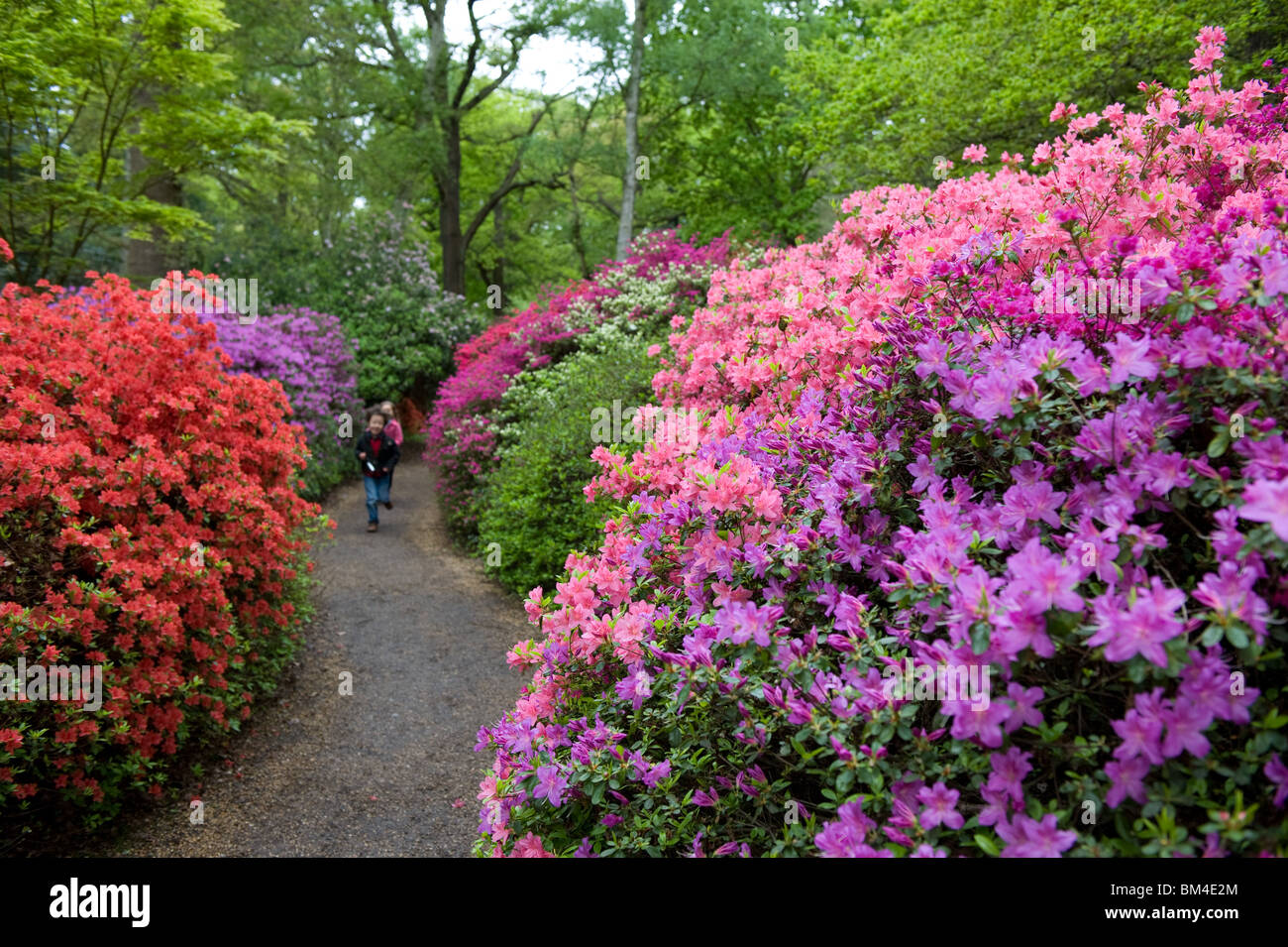 Two children running in the Isabella Plantation, Richmond Park, London, UK Stock Photo