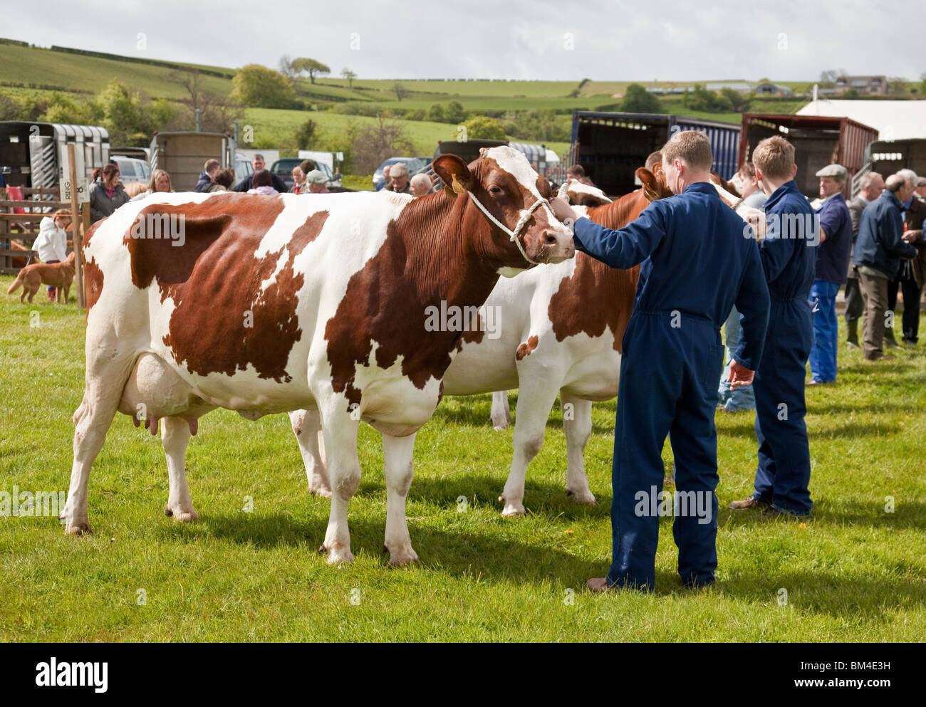A group of Ayrshire milk cattle with their owners competing at Dalry cattle show, North Ayrshire, Scotland Stock Photo