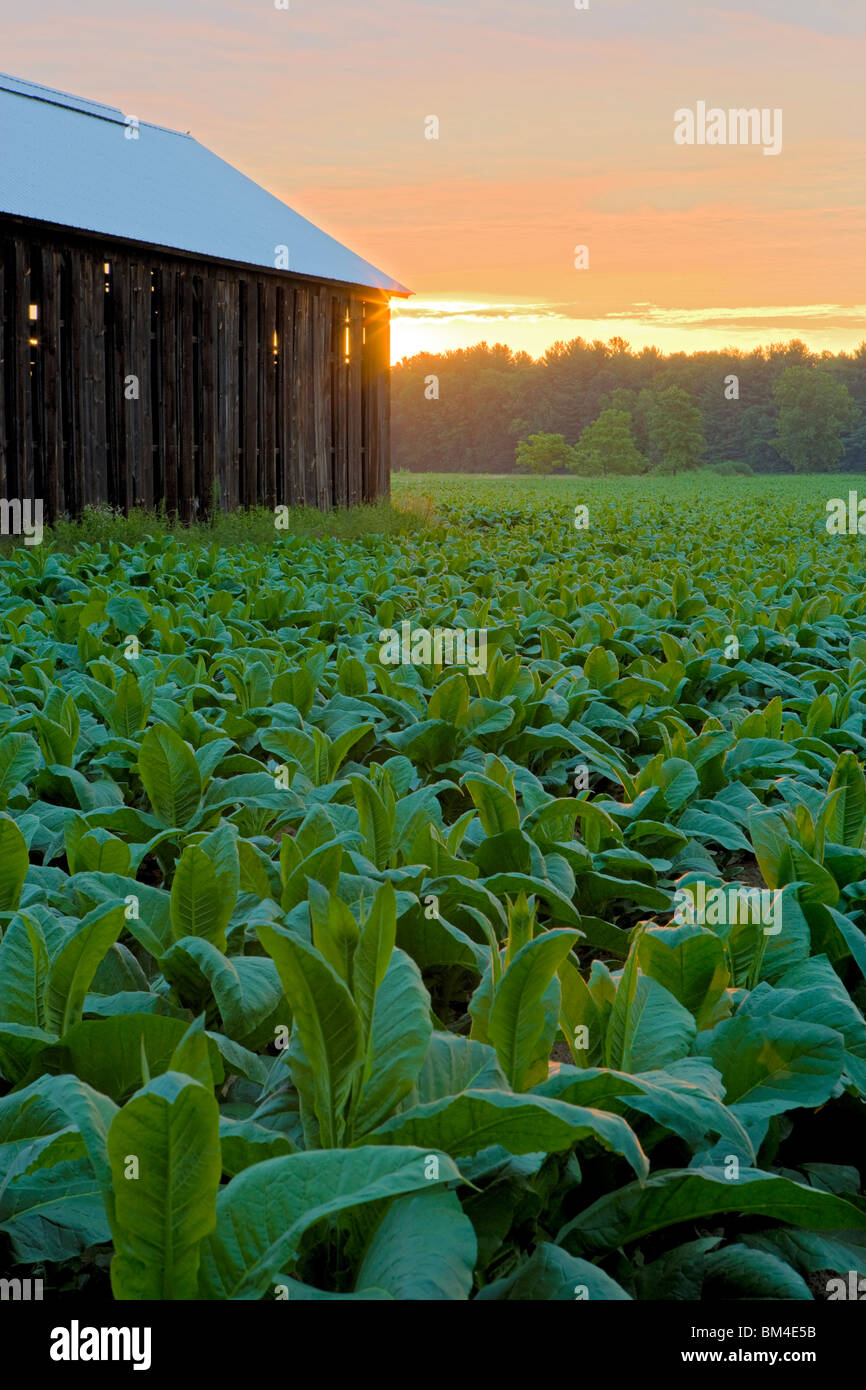 tobacco farms in massachusetts harvest full swing at Wendolowski Farm in Hatfield (Photos) The Last Tobacco Farms of