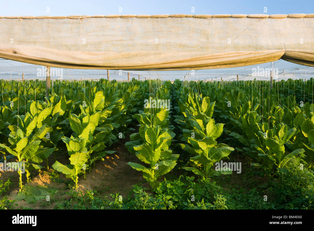 Shade grown tobacco in Hadley, Massachusetts Stock Photo Alamy