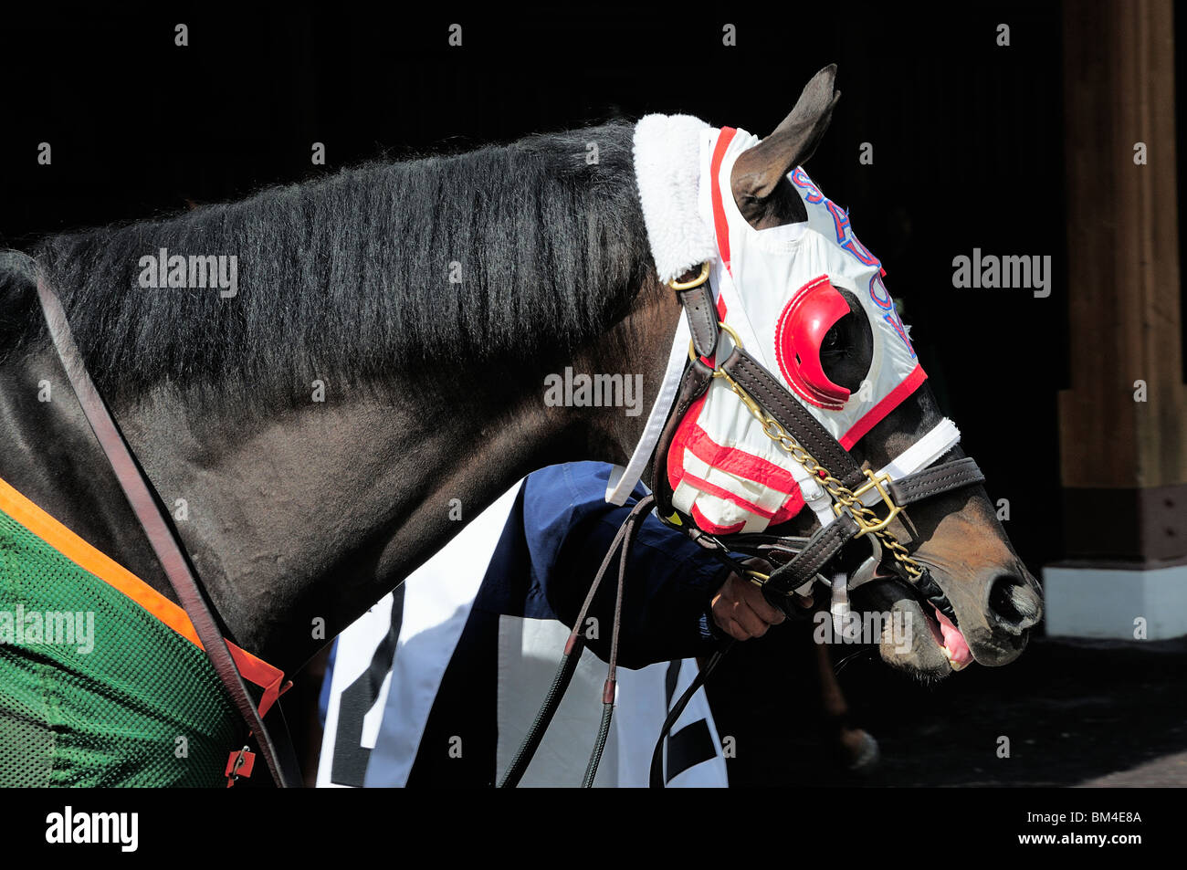 Thoroughbred race horse wearing blinders being warmed up in paddock ...