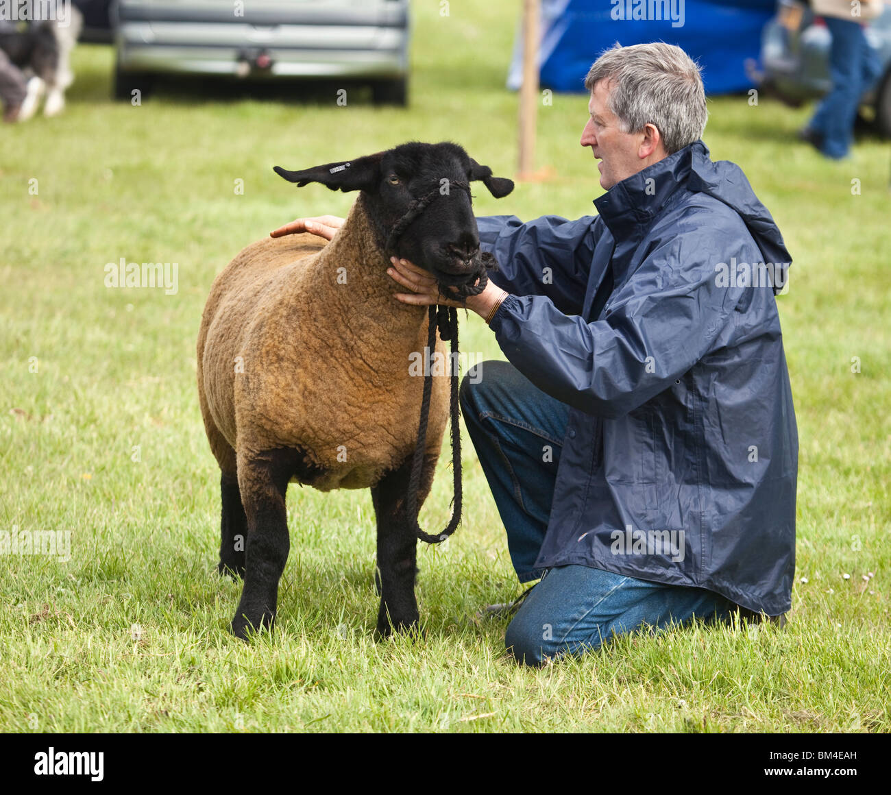 A farmer with his prizewinning Suffolk breed sheep at an agricultural show Stock Photo