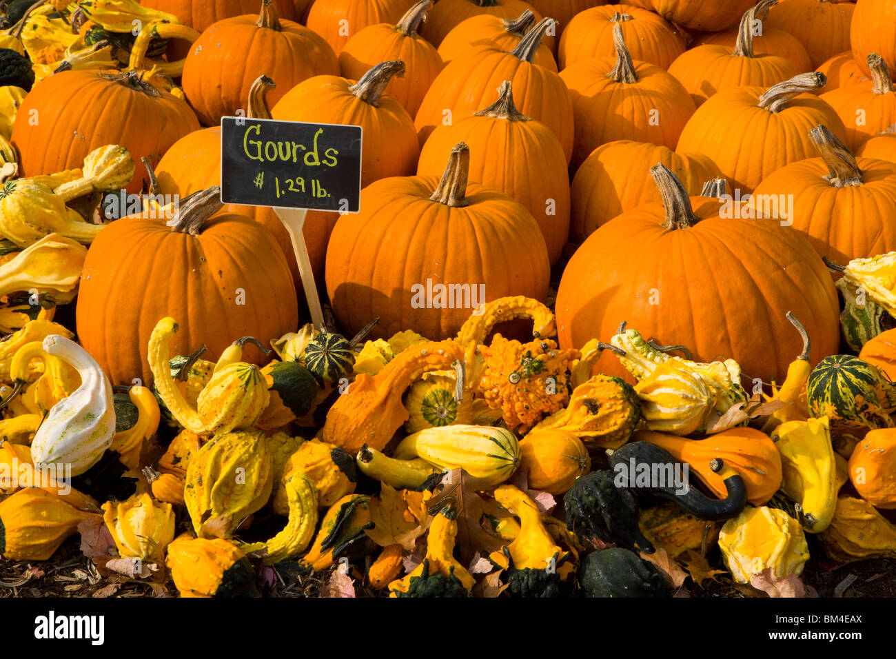 A display of gourds at the Moulton Farm farmstand in Meredith, New Hampshire. Stock Photo