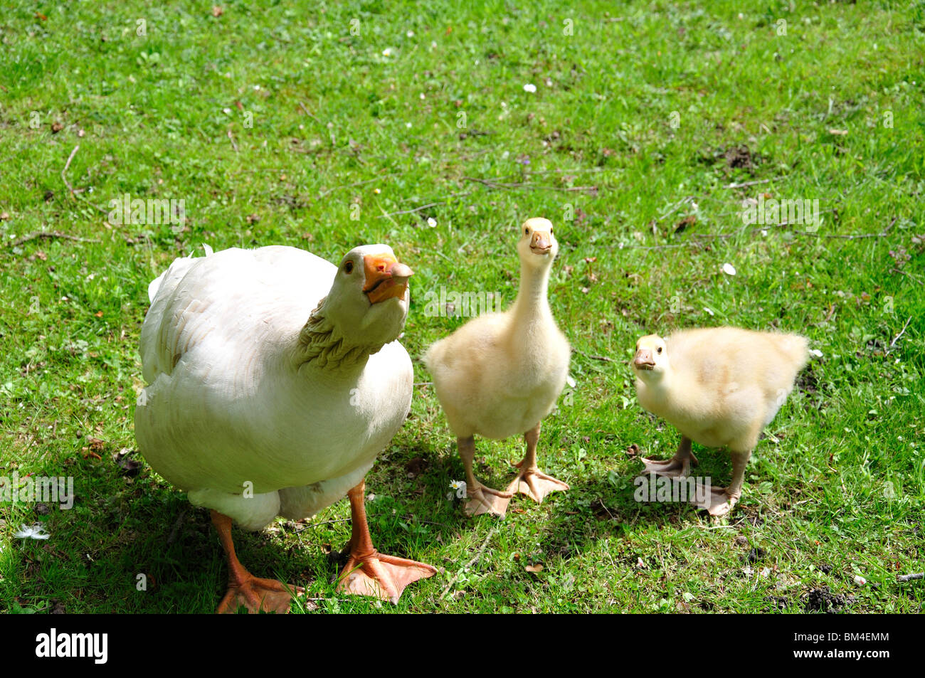 Goose with chicks, near Edenbridge, Kent, England, United Kingdom Stock Photo