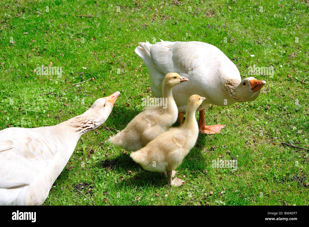 Geese with chicks, near Edenbridge, Kent, England, United Kingdom Stock Photo
