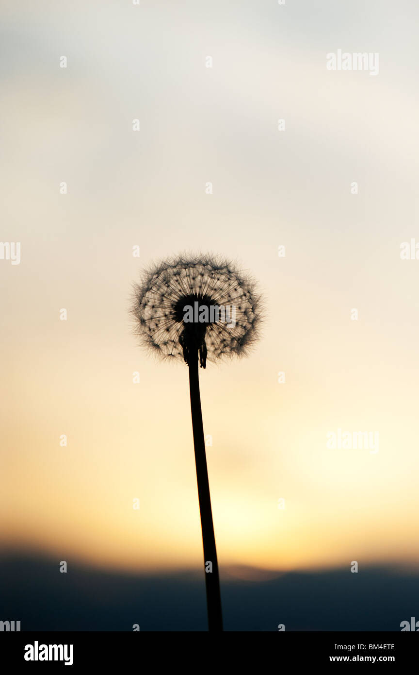 Dandelion seed head at sunset. Silhouette Stock Photo