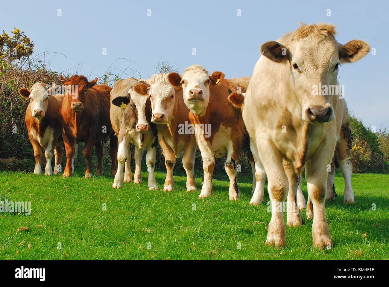 Group of cows looking at camera Stock Photo Alamy