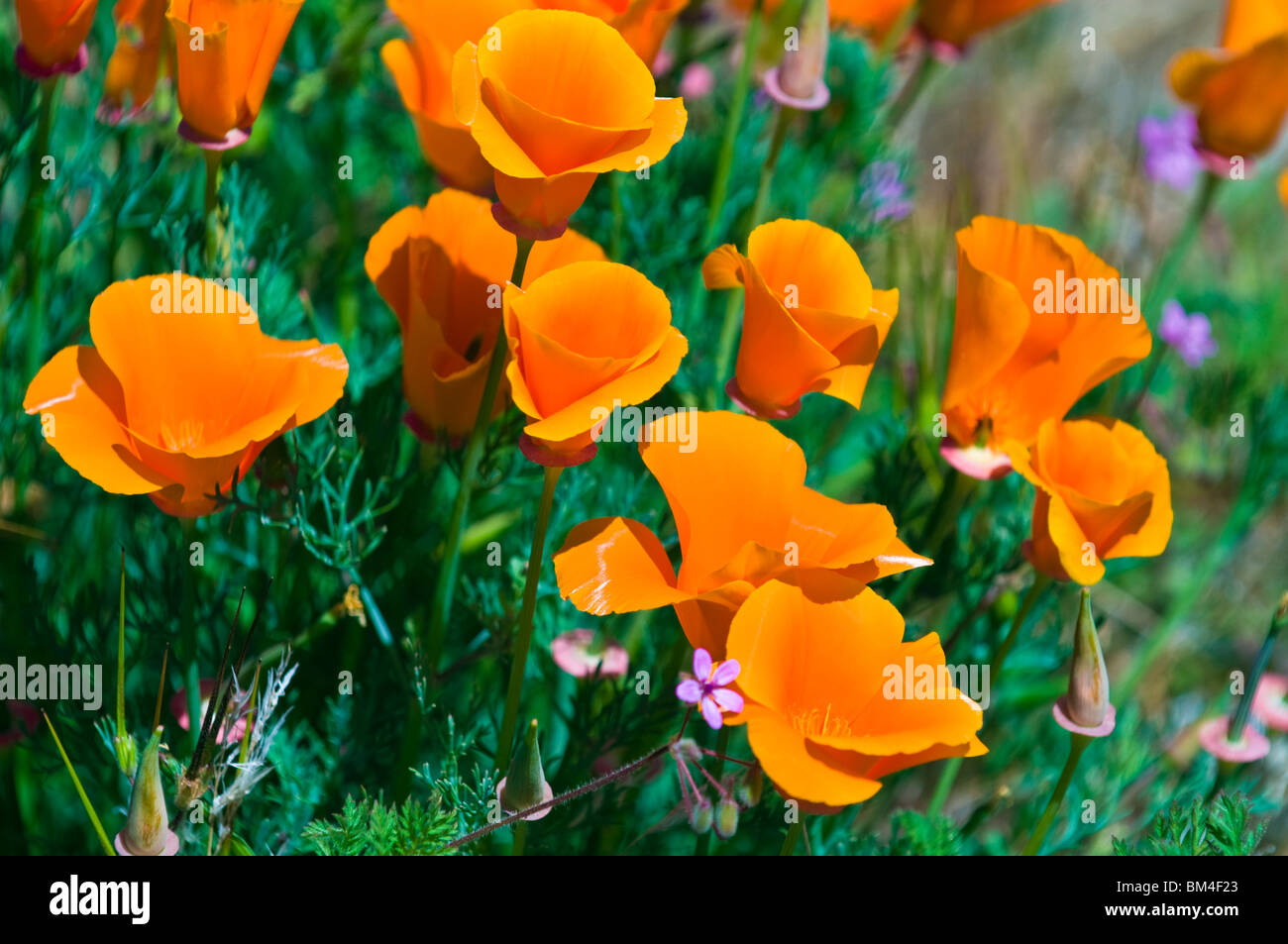 California Poppies (Eschscholtzia californica), Antelope Valley, California Stock Photo