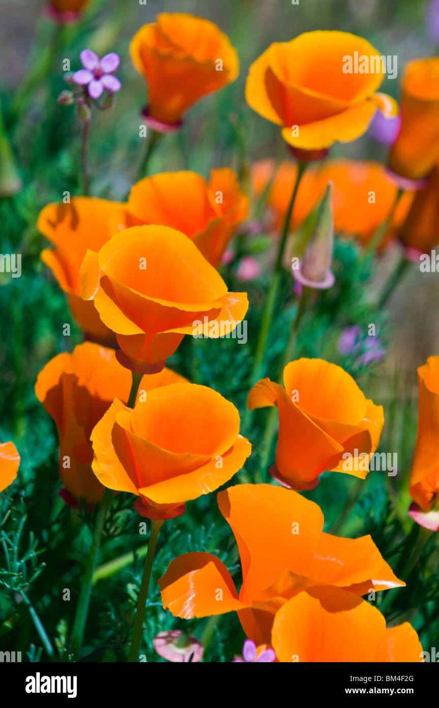 California Poppies (Eschscholtzia californica), Antelope Valley, California Stock Photo