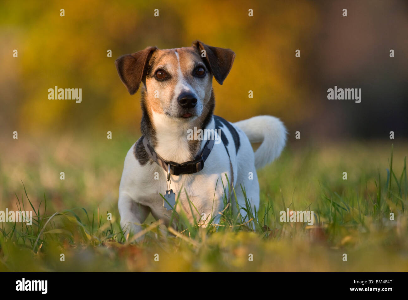 Jack Russell Terrier Stock Photo Alamy