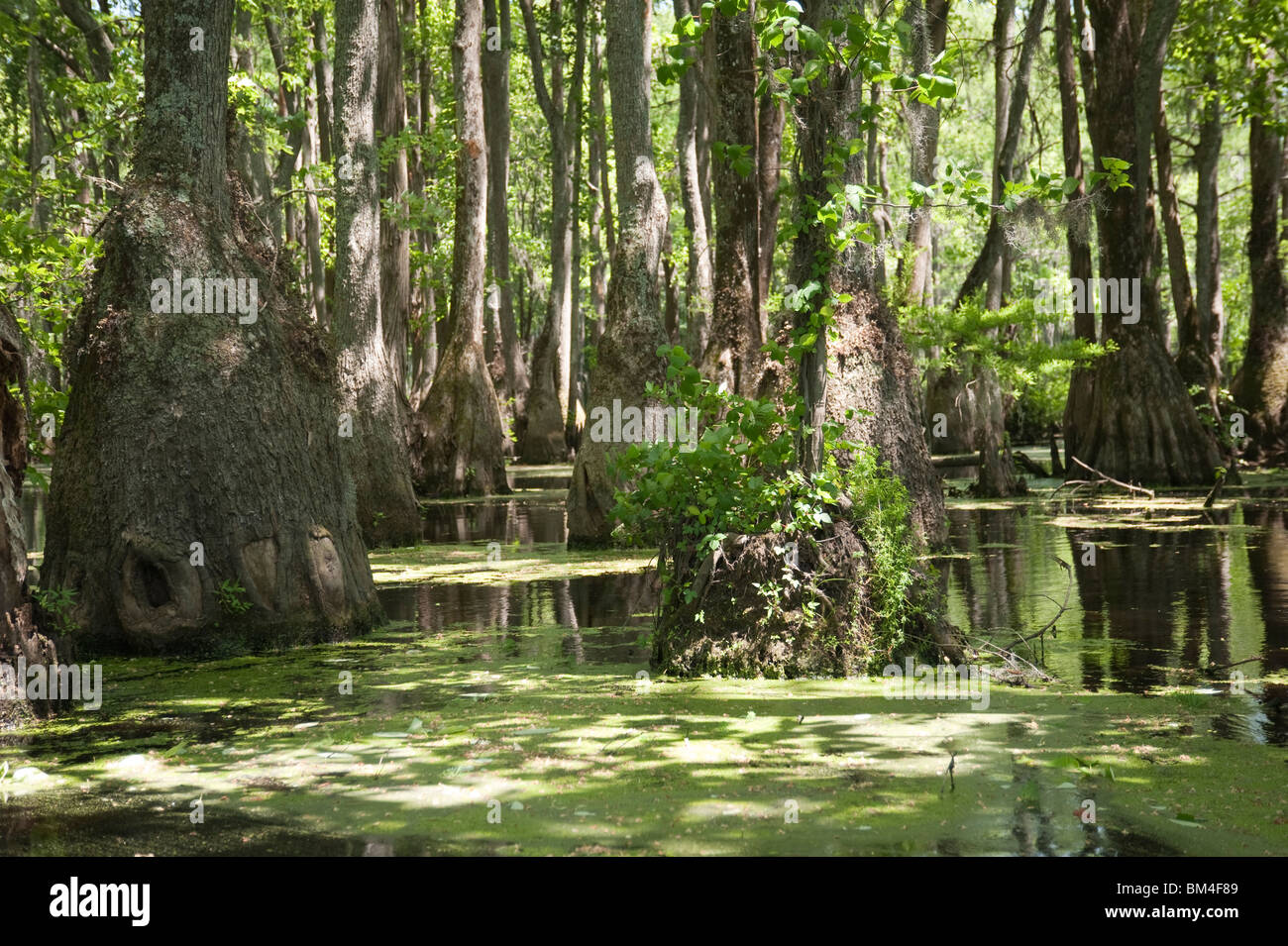 Scenic view of bald cypress and tupelo gum trees in water at Merchants Millpond State Park North Carolina USA Stock Photo