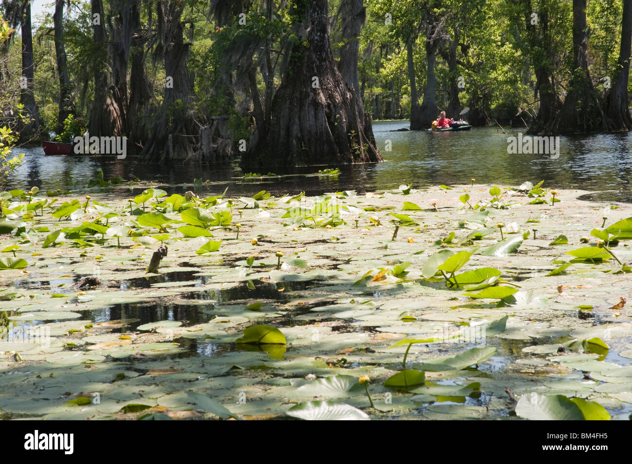 Bald cypress trees and spatterdock plant Nuphar luteum lutea at Merchants Millpond State Park North Carolina USA Stock Photo