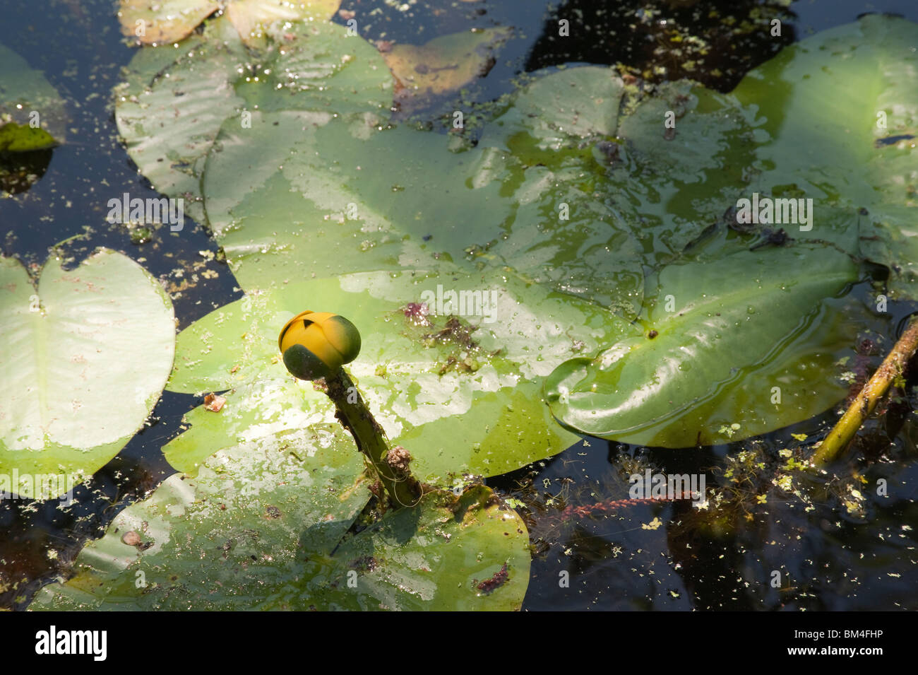 Spatterdock Nuphar luteum lutea cow lily leaves and flower bud in water at Merchants Millpond State Park North Carolina USA Stock Photo