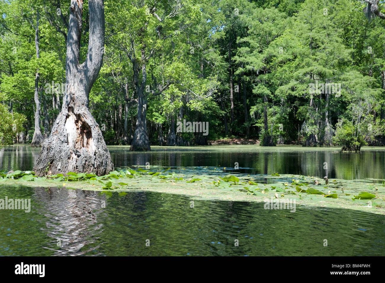 Scenic view of tupelo gum tree and spadderdock Cow Lily / Yellow Pond Lily at Merchants Millpond State Park North Carolina USA Stock Photo