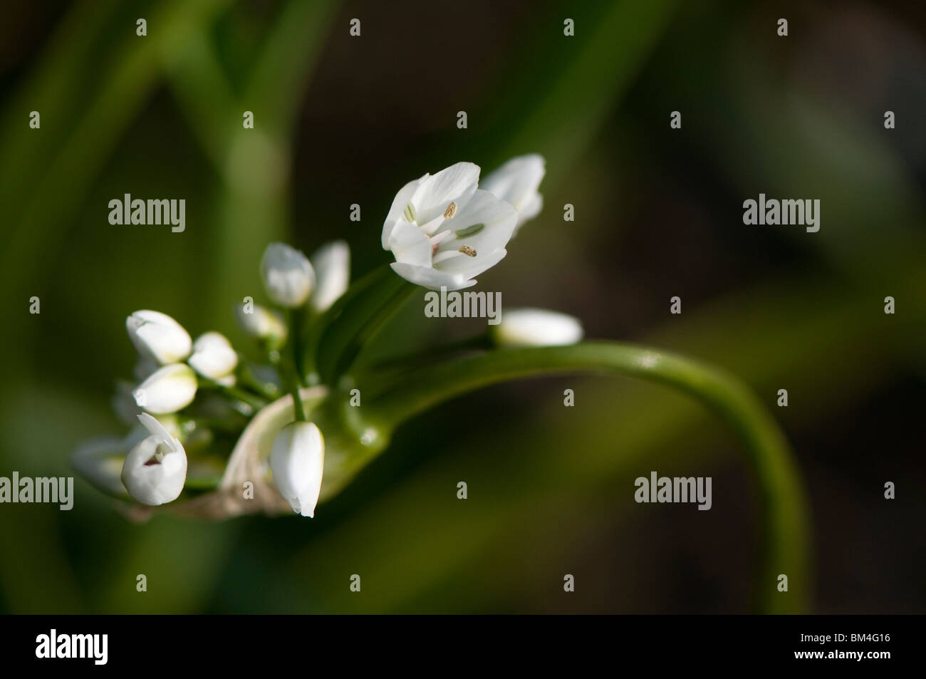 Allium cowanii 'Allium neapolitanum' flower buds starting to open Stock Photo