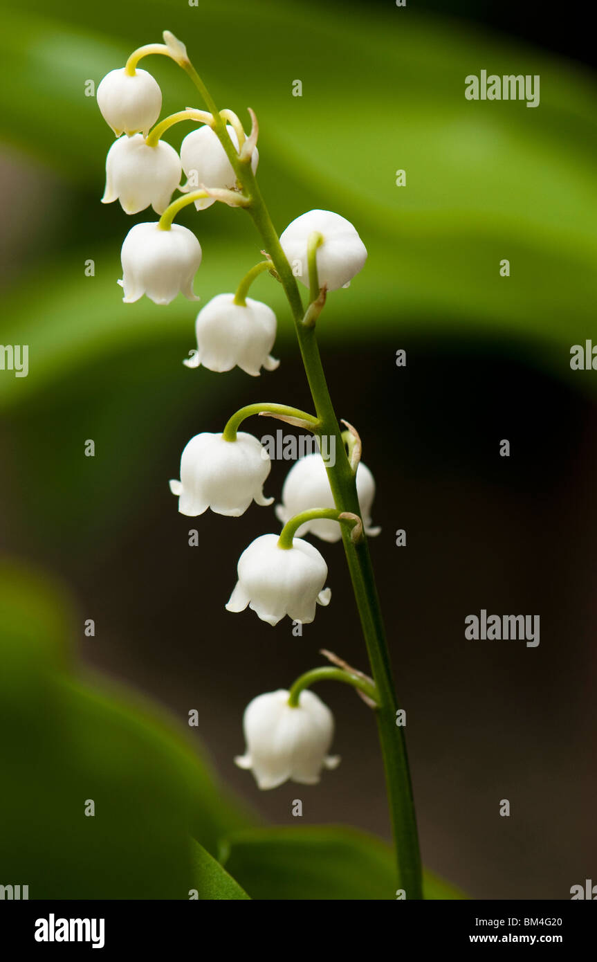 Close up of a Lily of the Valley, Convallaria majalis, in flower Stock Photo