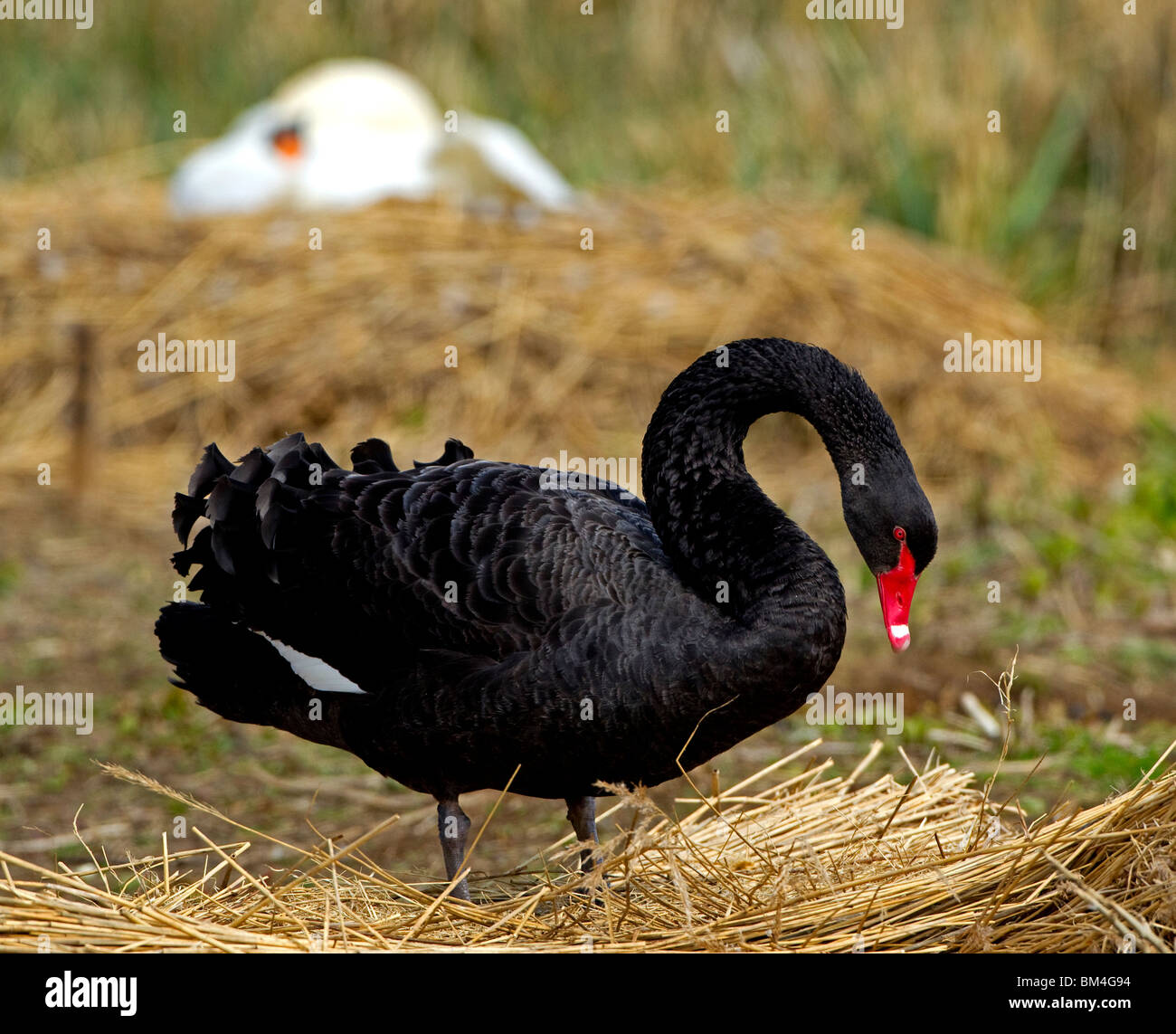 A nesting Black swan at Abbotsbury swannery, Dorset. Stock Photo