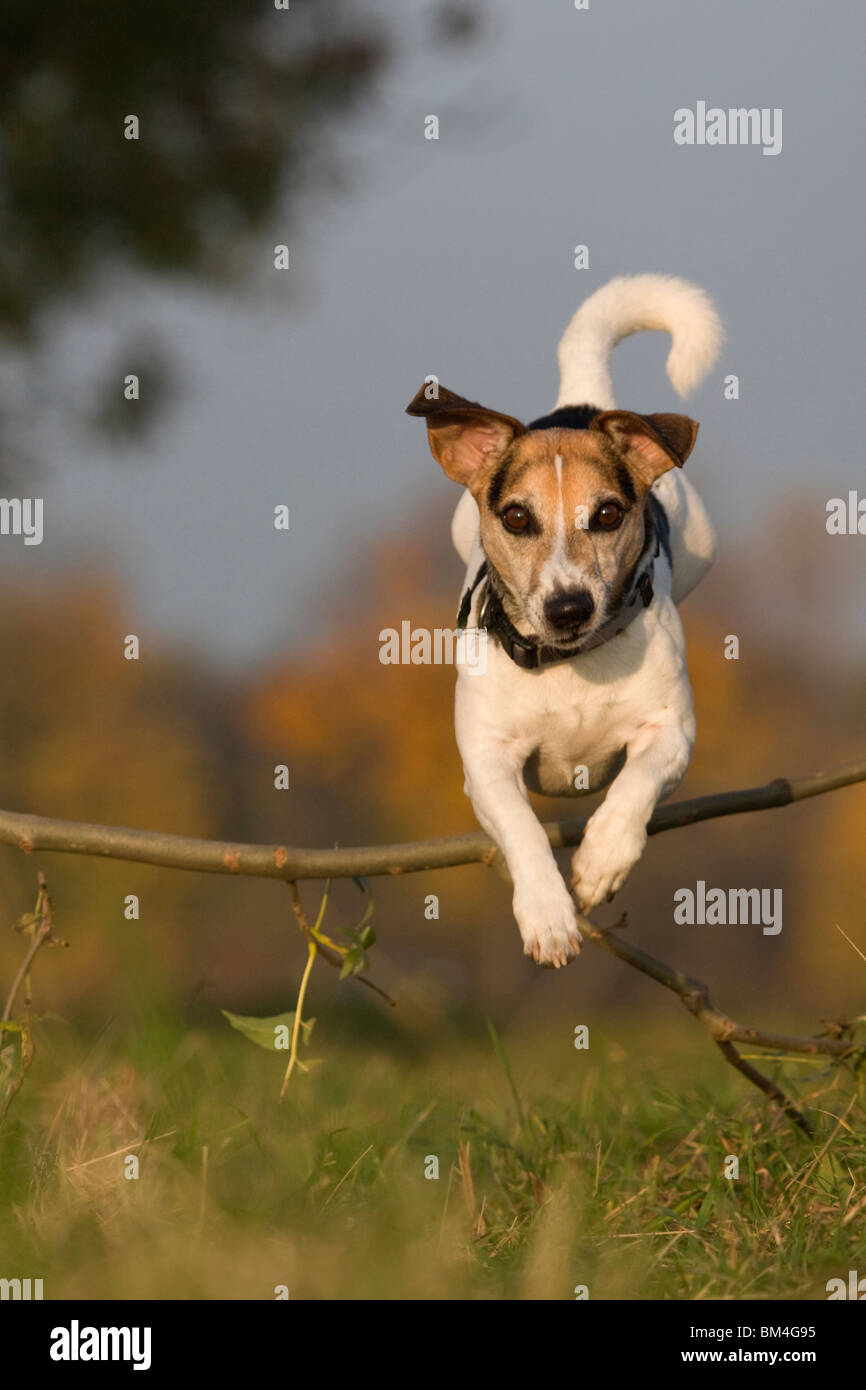 jumping Jack Russell Terrier Stock Photo Alamy
