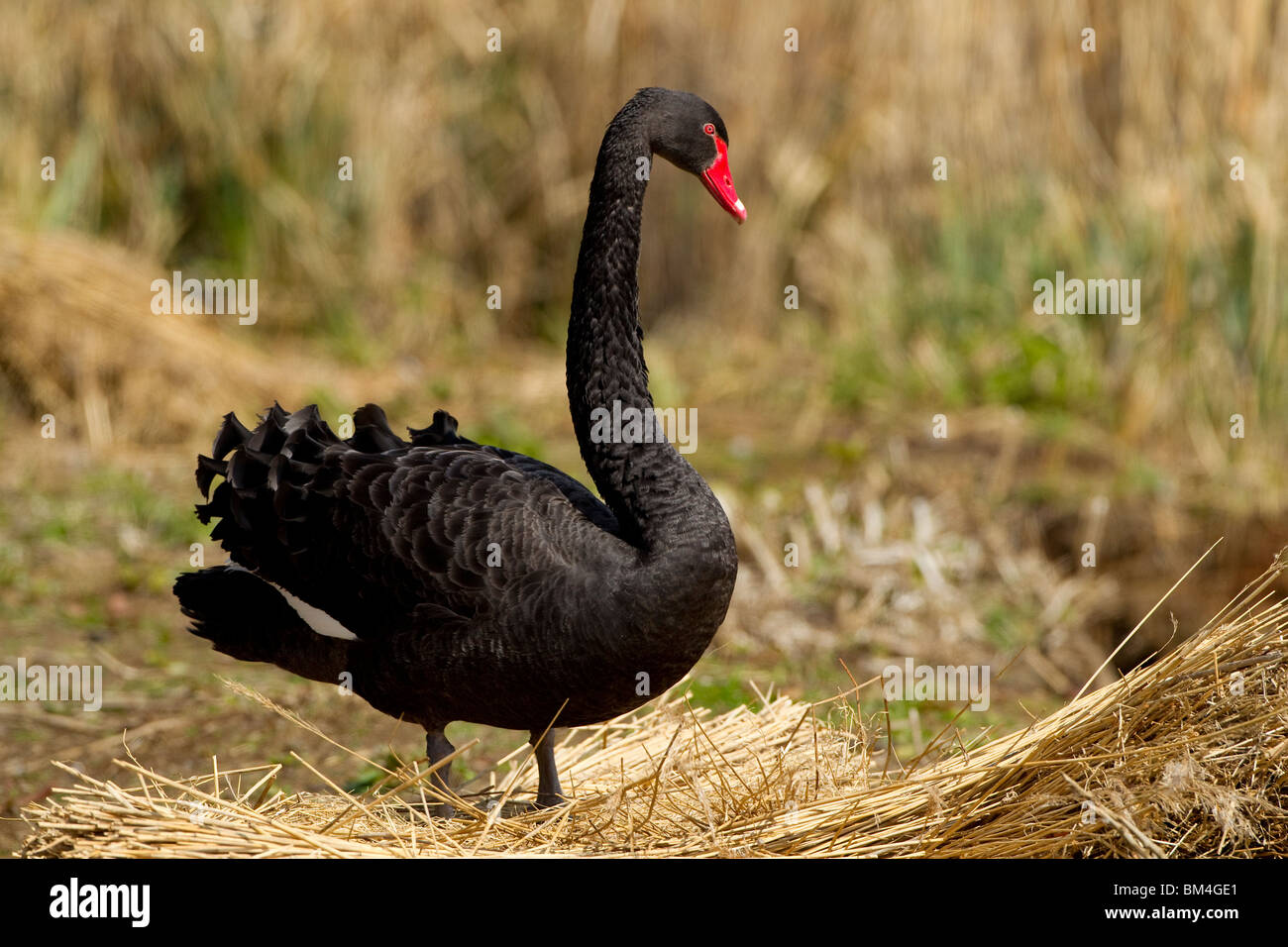 Black swan, Abbotsbury swannery. Stock Photo