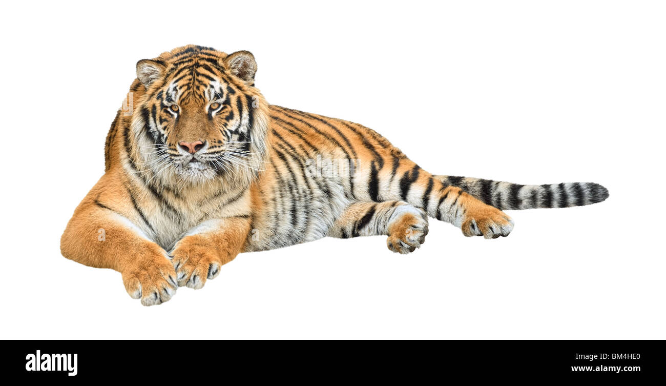 Siberian tiger (Panthera tigris altaica) isolated on white background Stock Photo