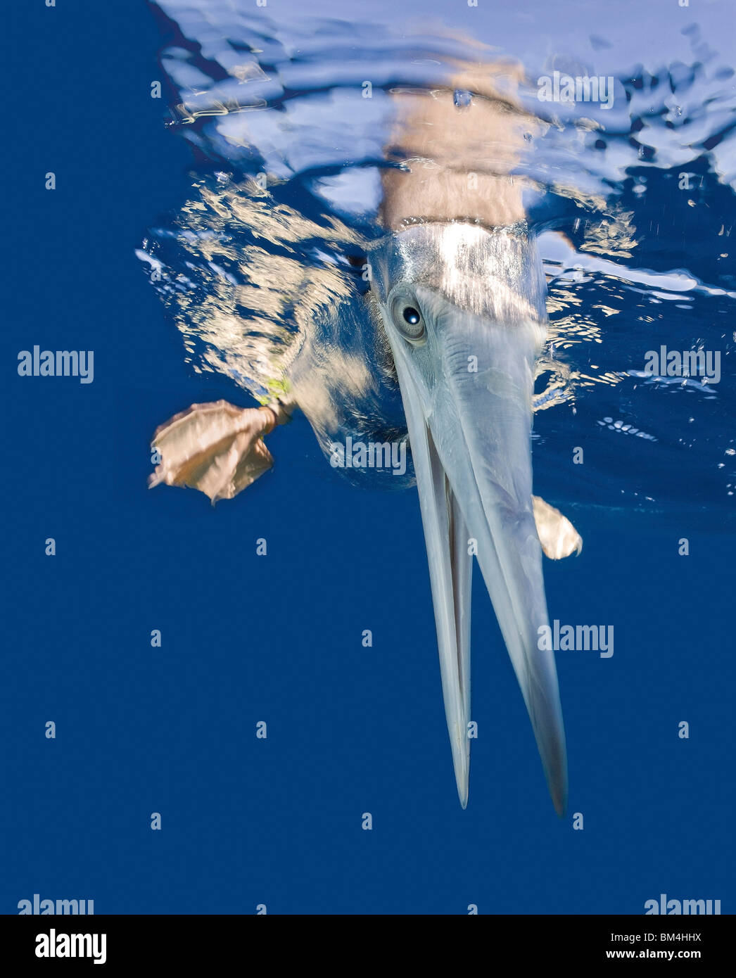 bikini atoll animals bikini atoll animals