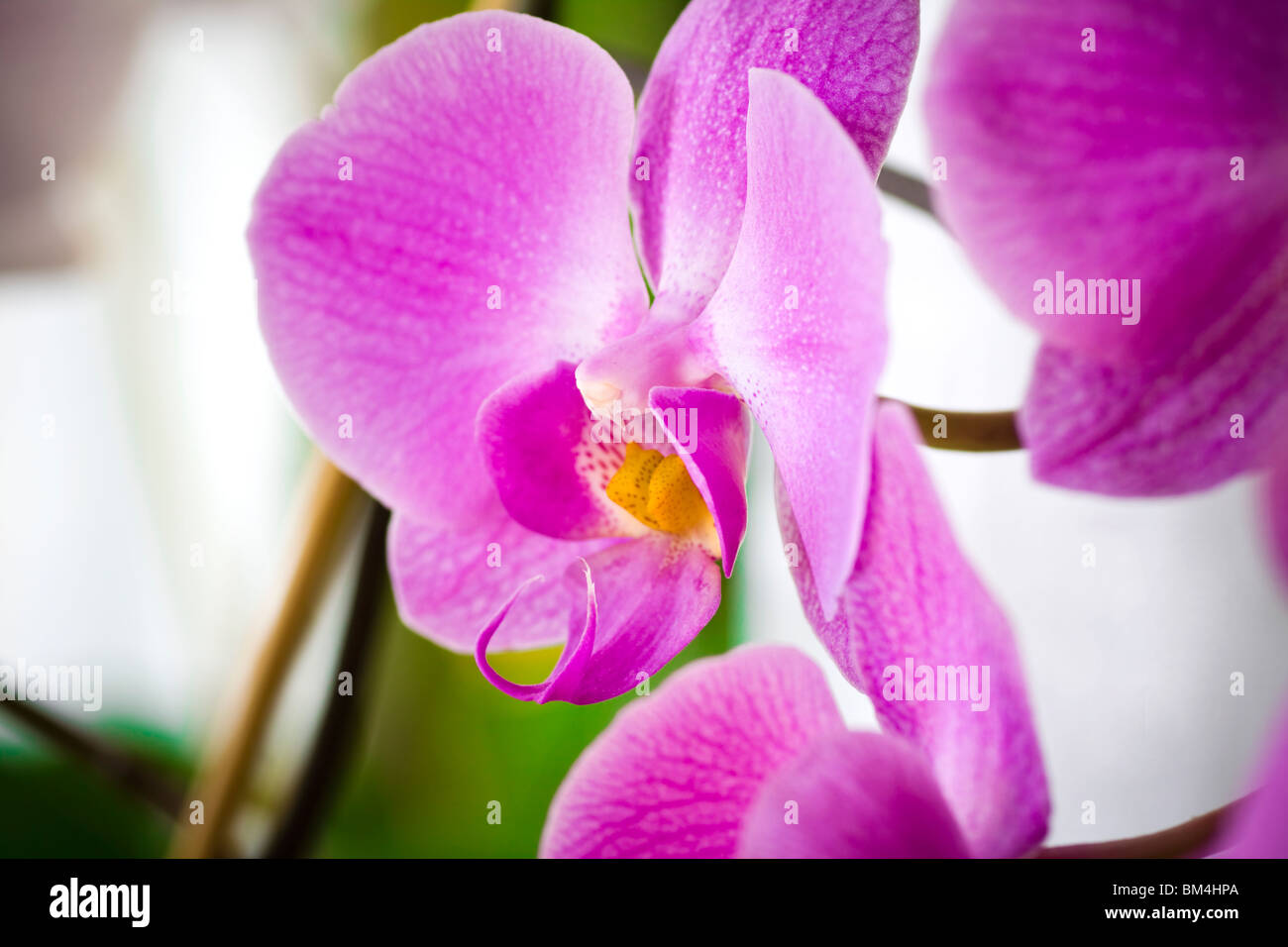 Delicate purple colors orchid flower. Shot in studio. Stock Photo