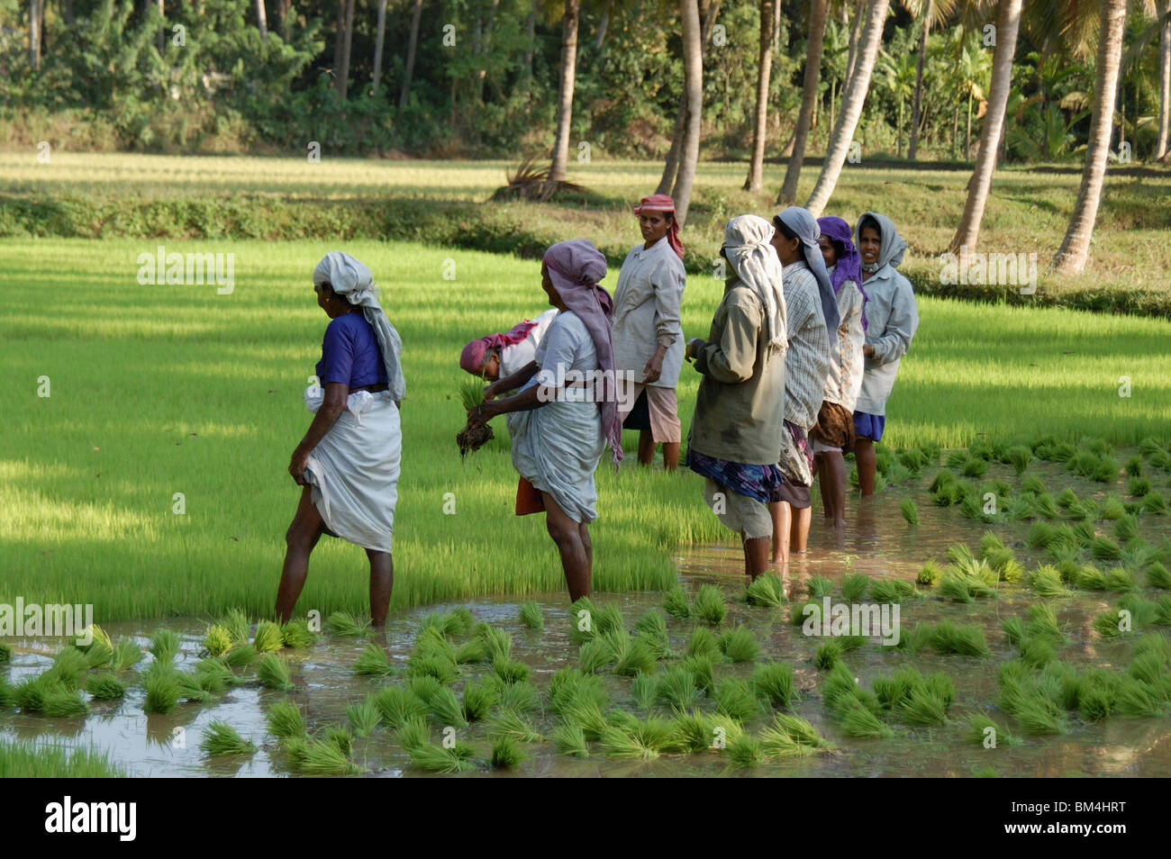 women agriculture workers in paddy fields,kerala,india,asia Stock Photo