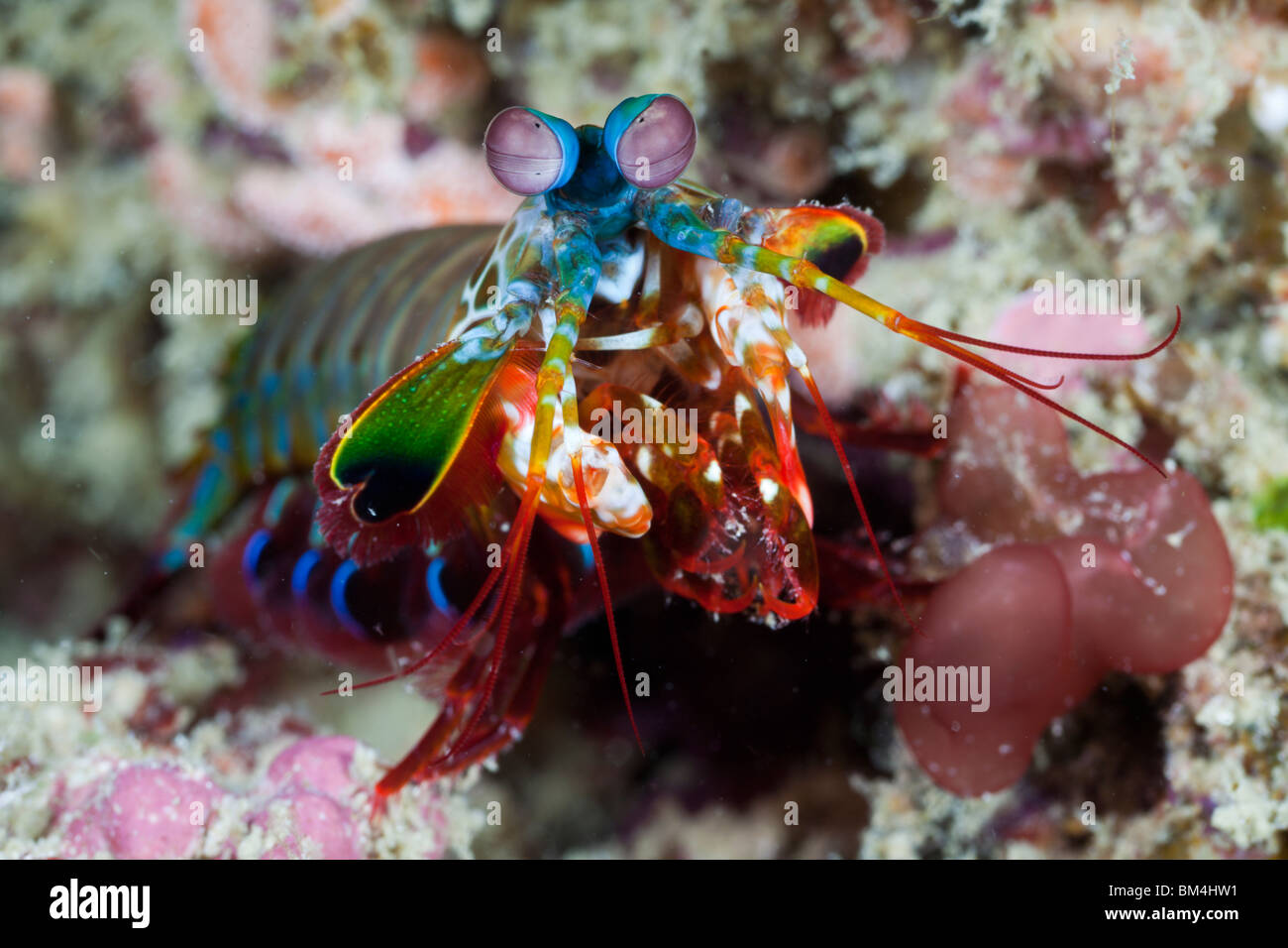 Mantis Shrimp, Odontodactylus scyllarus, Raja Ampat, West Papua, Indonesia Stock Photo